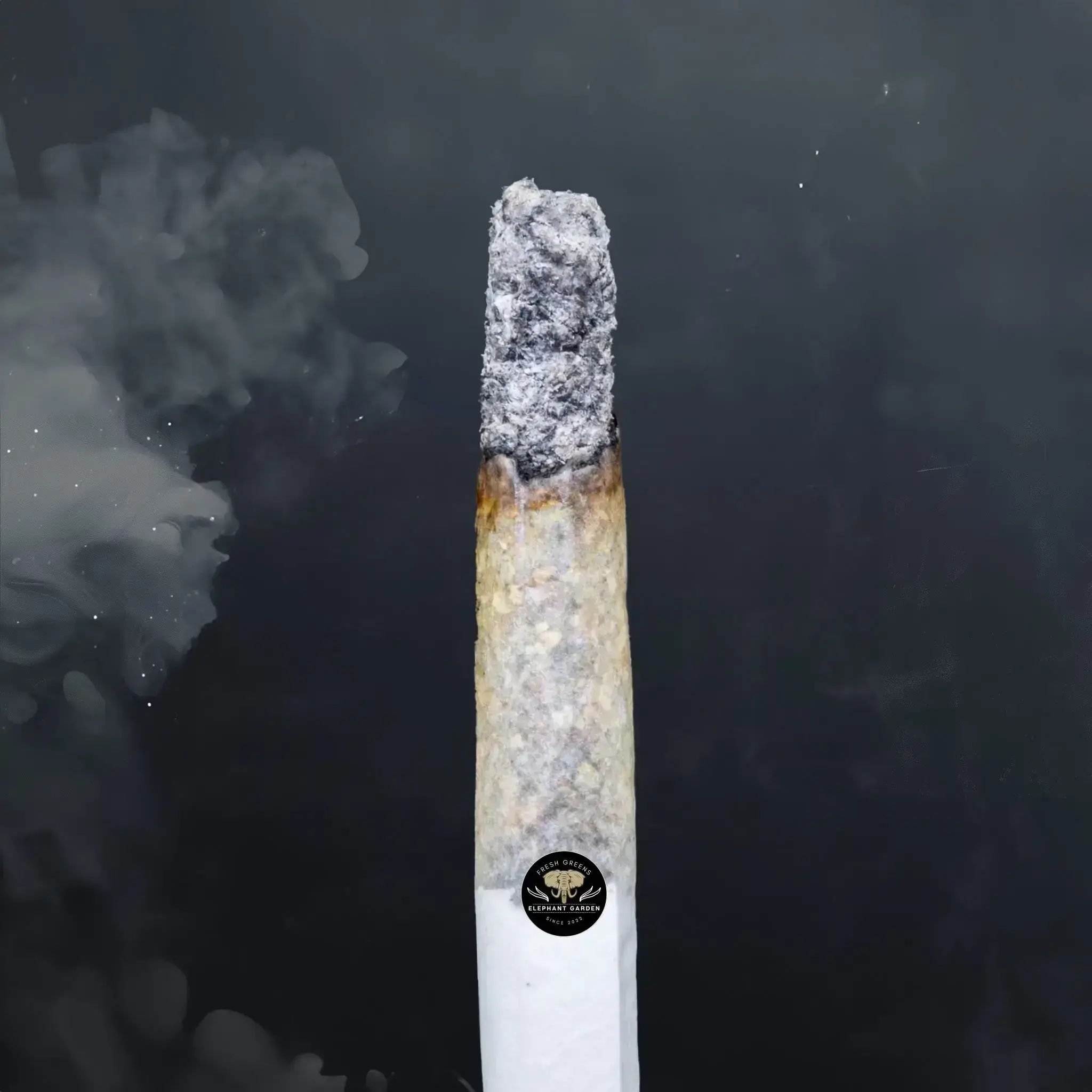 Buy Purple Punch at Elephant Garden Co Weed Dispensary Burn Test 8 7 2024 2