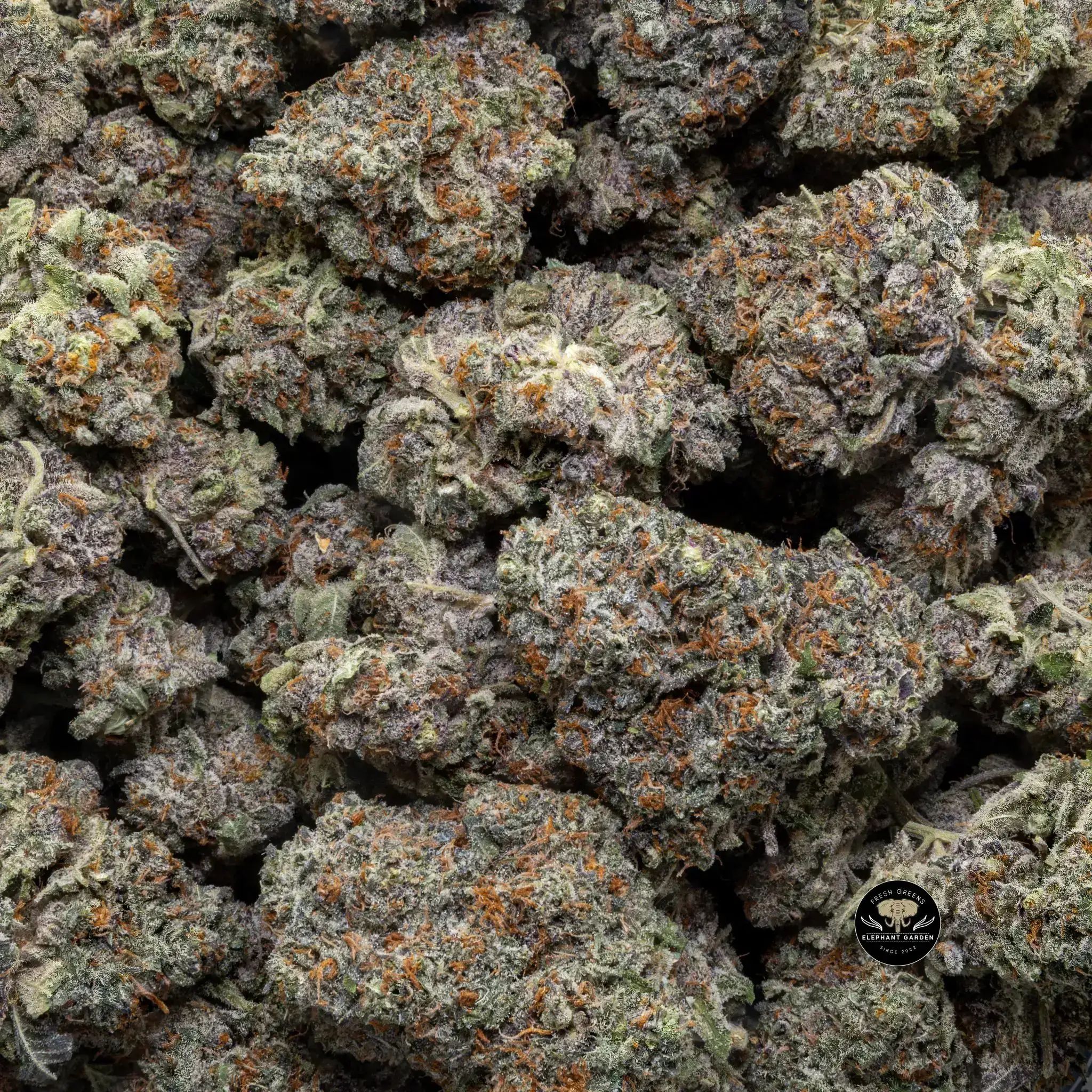 Buy Purple Punch at Elephant Garden Co Weed Dispensary Close 8 19 24 2