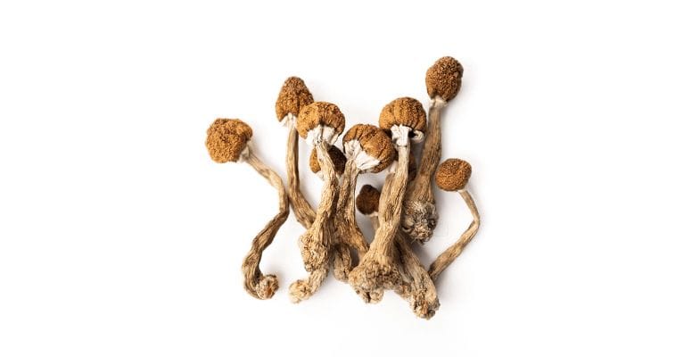 But why should you buy magic mushrooms online when you might find them locally? Here are the benefits of ordering shrooms online.