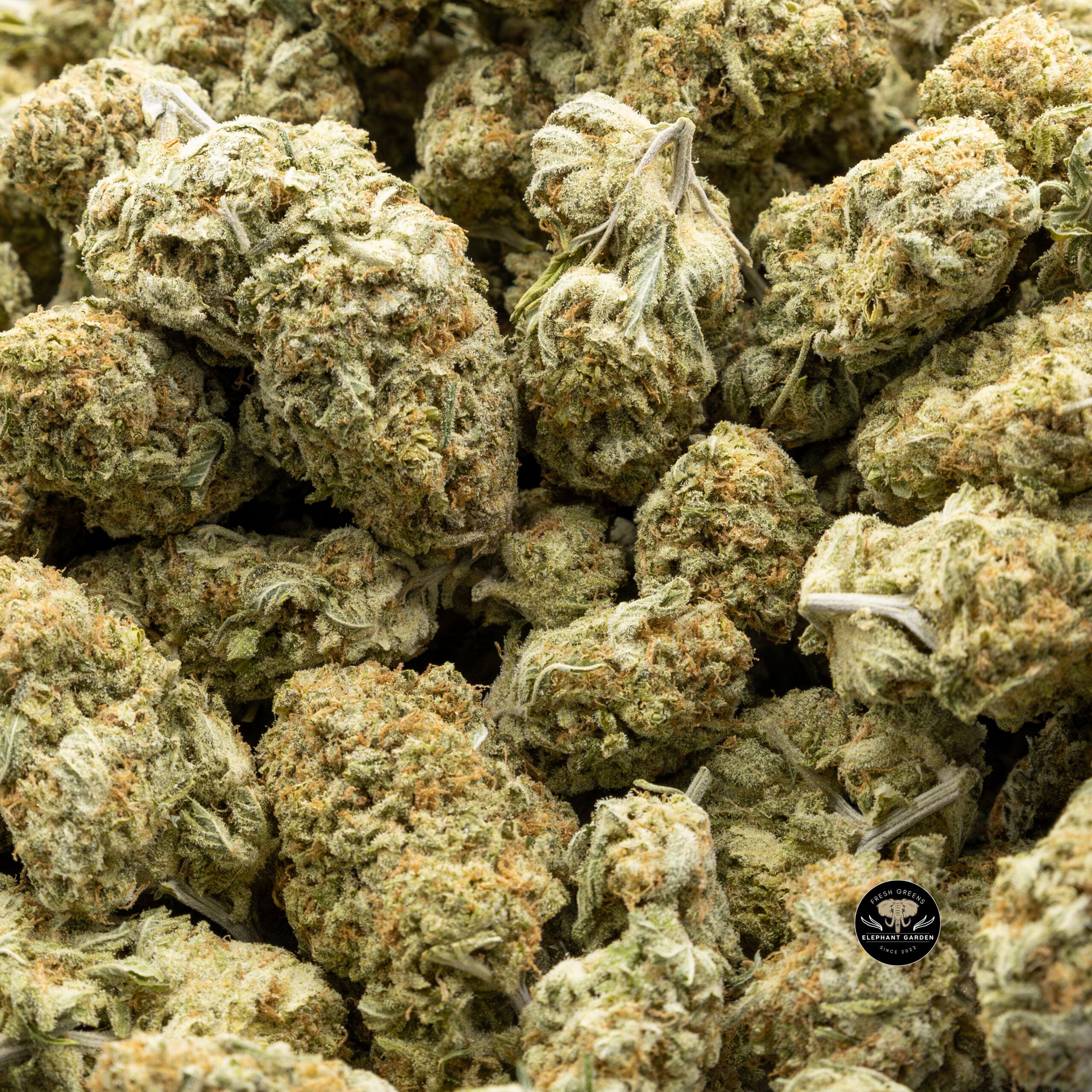 Buy Silver Haze at Elephant Garden Co Weed Dispensary Bulk