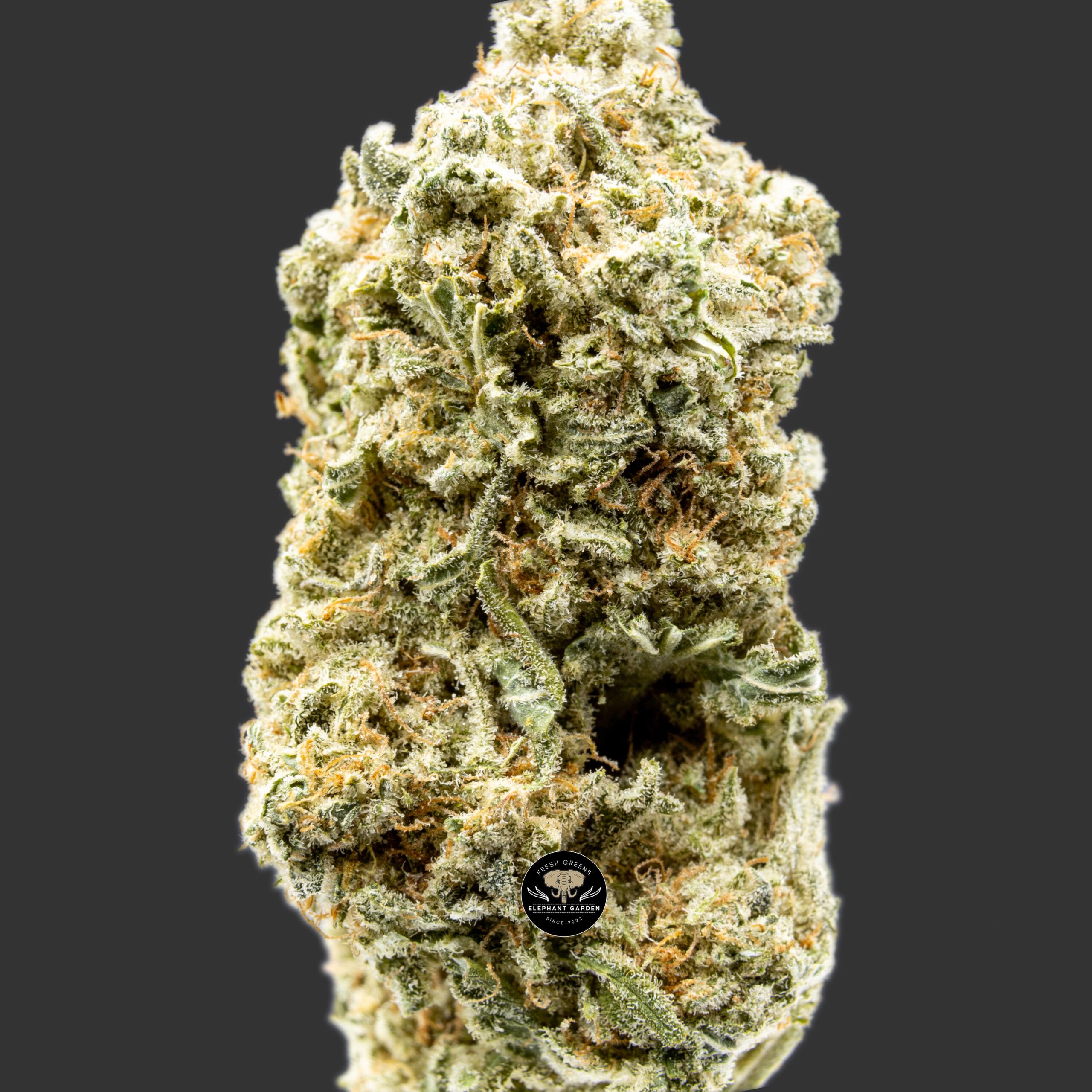 Buy Silver Haze at Elephant Garden Co Weed Dispensary Close