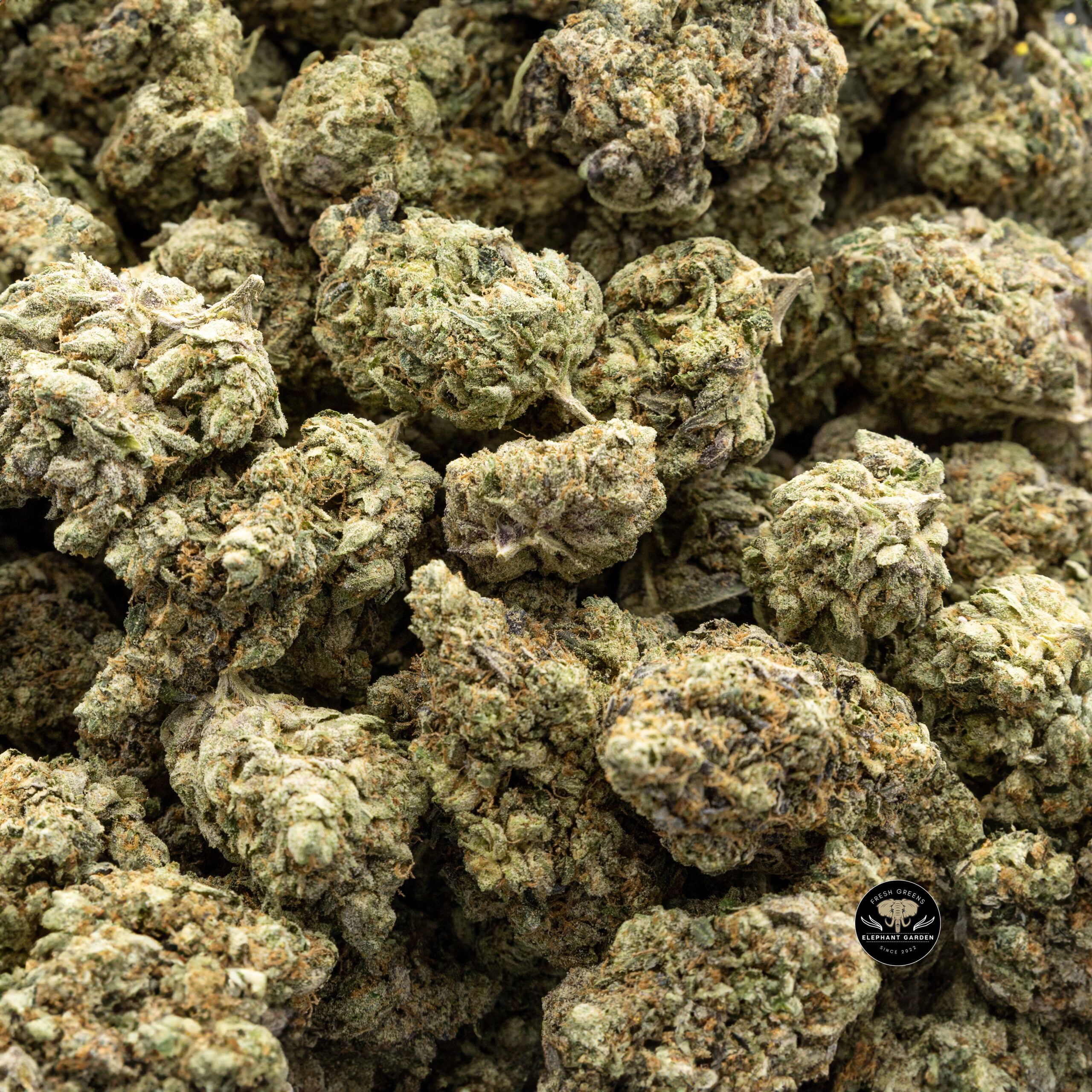 Buy Spec Ops (Bulk) at Elephant Garden Co Weed Dispensary Bulk 2