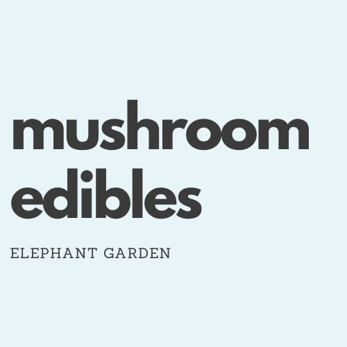Elephant Garden Product Placeholder