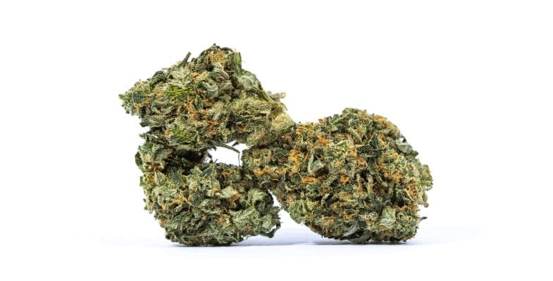 Pink Death Star definitely gets its name from its appearance. It has medium to large conical buds that taper from a broad base to a narrow pointed tip. The nugs are dense, and this being a 100% indica strain, they are a little heavier than most hybrids.