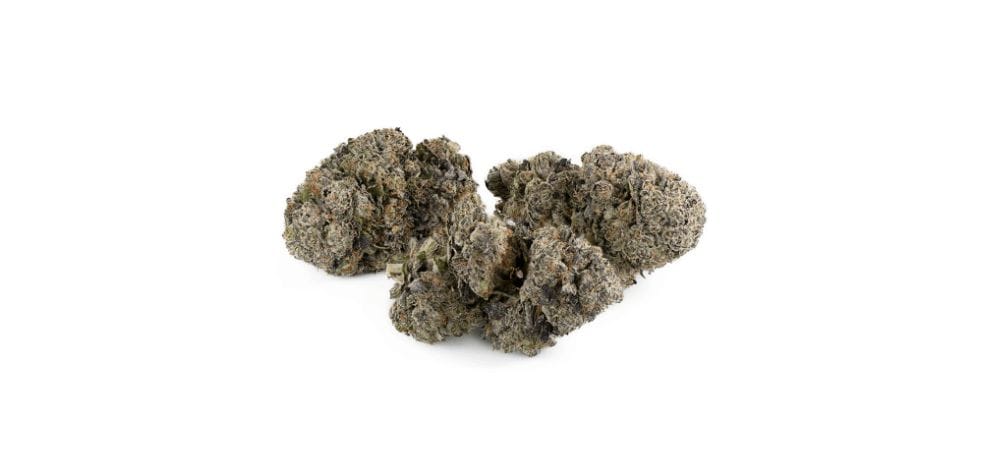 Do you want to buy weed online and your eyes are all set on the Rock Tuna strain? Check out this guide first, and buy weed online with full confidence.