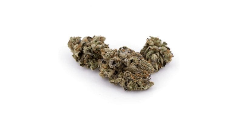 By now you know that the Tuna Rockstar strain isn't your ordinary canna bud