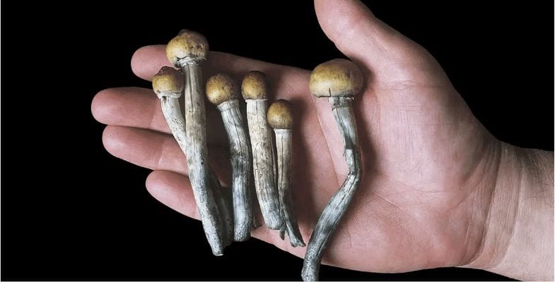 Magic mushrooms, also called shrooms or psilocybin mushrooms, are a group of fungi that contain psilocybin and psilocin. Psilocybin is a naturally occurring psychedelic found naturally in over 200 species of fungi.