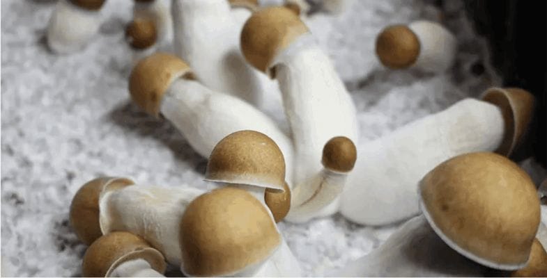 Albino Penis Envy is a variant of the original Penis Envy strain, distinguished by its ghostly white colour, which gives it the 