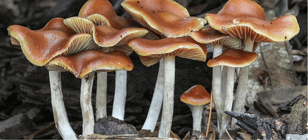 You might wonder, "Why are BC, or British Columbia, shrooms so popular?" BC is famous for its high-quality cannabis and shrooms.  