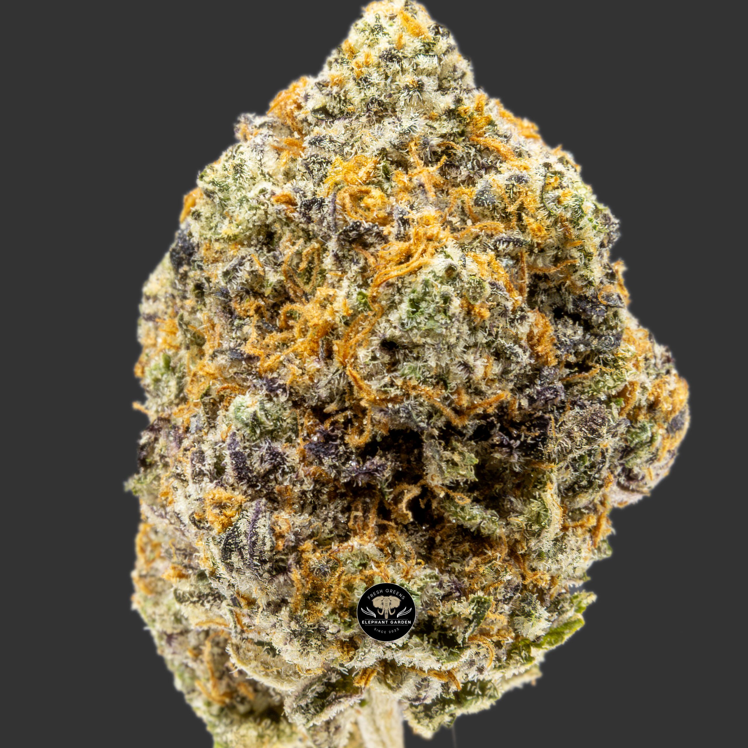Buy Black Cherry at Elephant Garden Co Weed Dispensary Close 2
