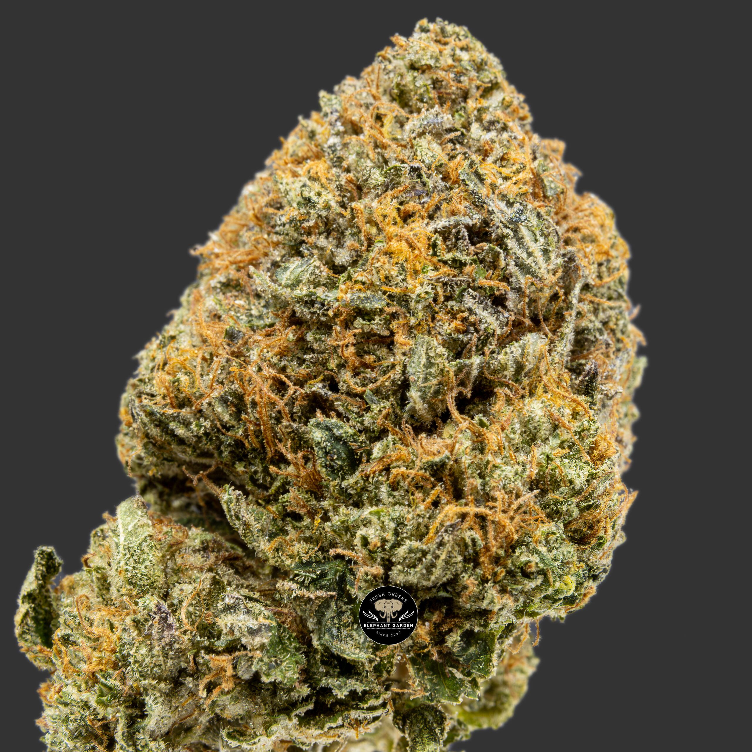 Buy Dark Star at Elephant Garden Co Weed Dispensary Close