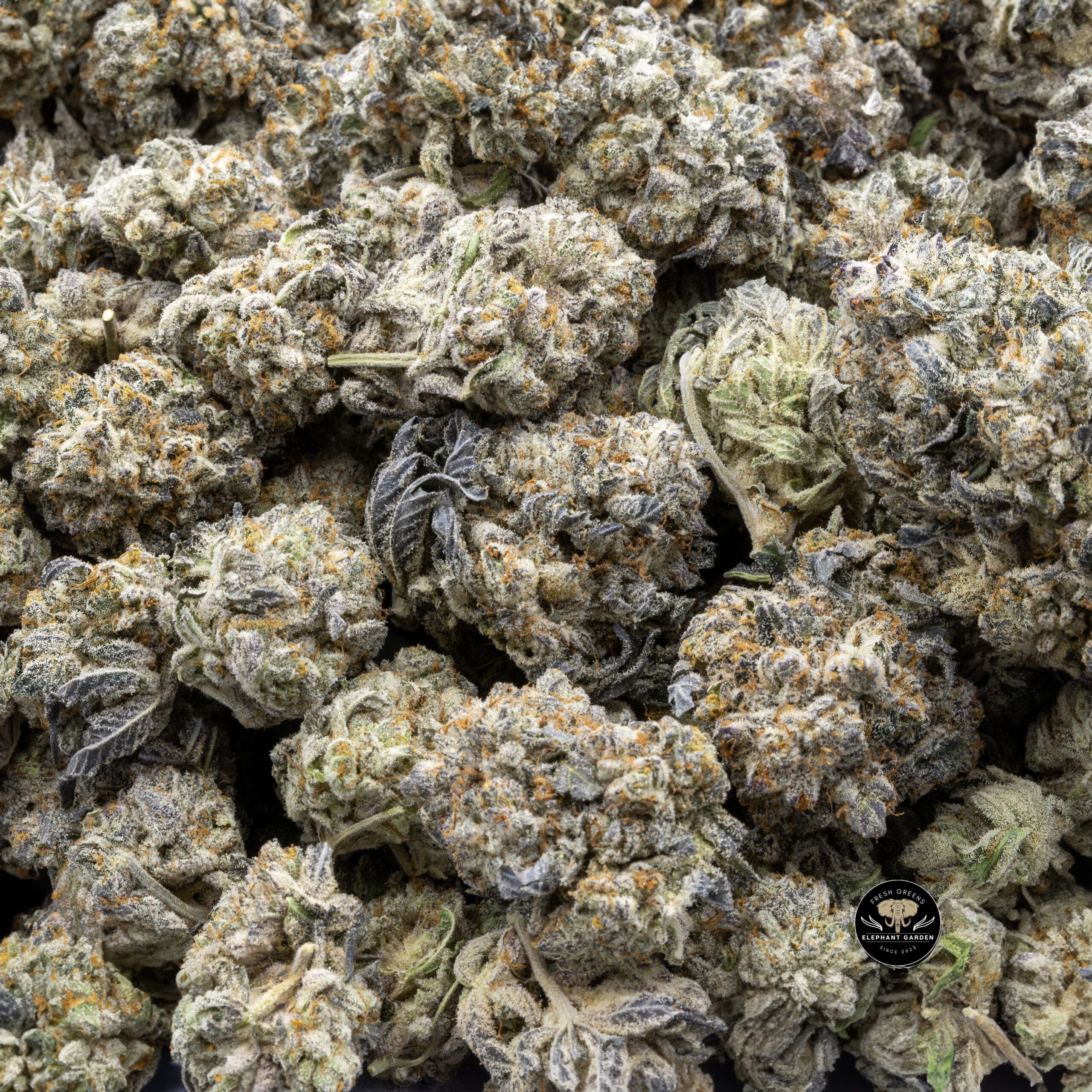 Buy Purple Frost at Elephant Garden Co Weed Dispensary Bulk 2