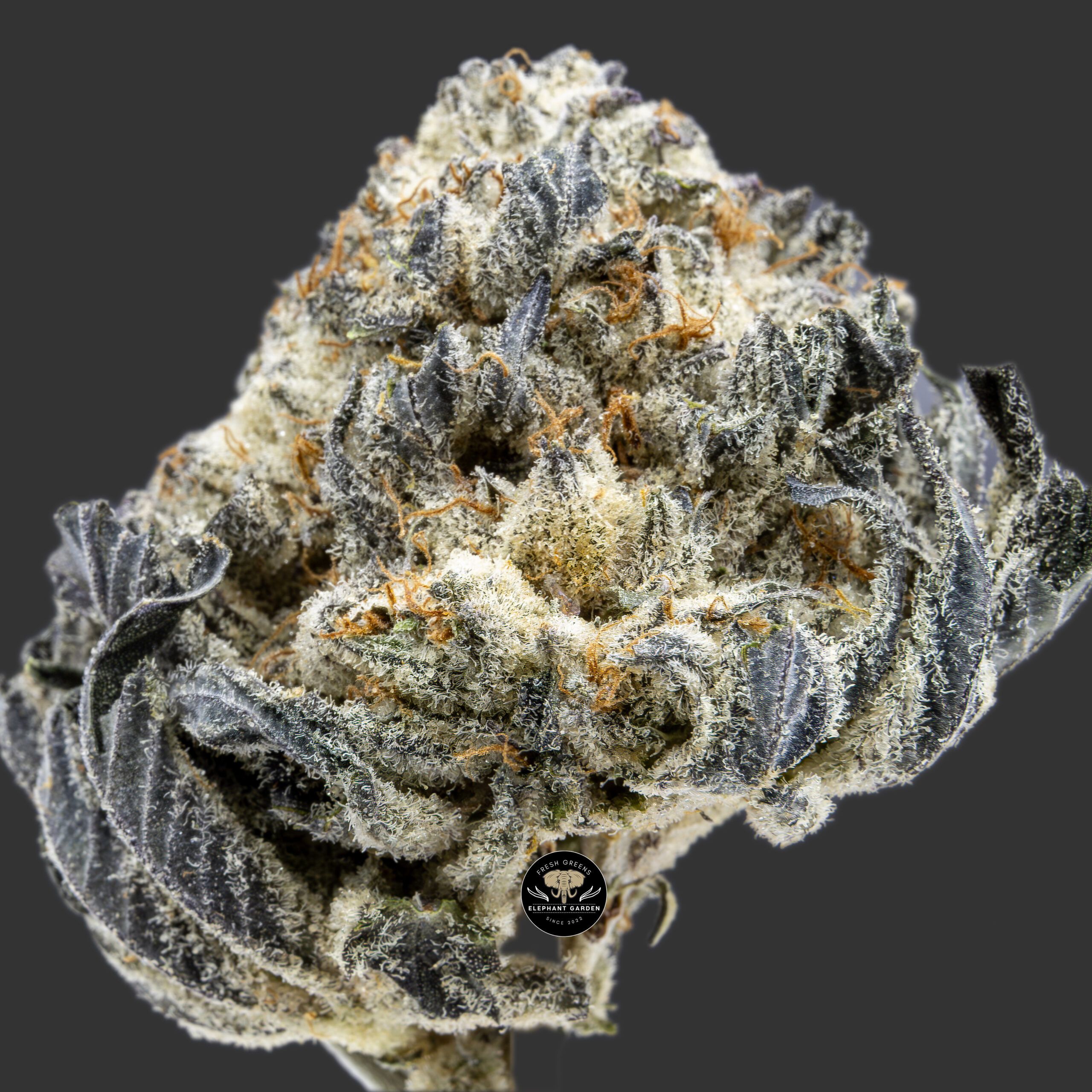 Buy Purple Frost at Elephant Garden Co Weed Dispensary Close