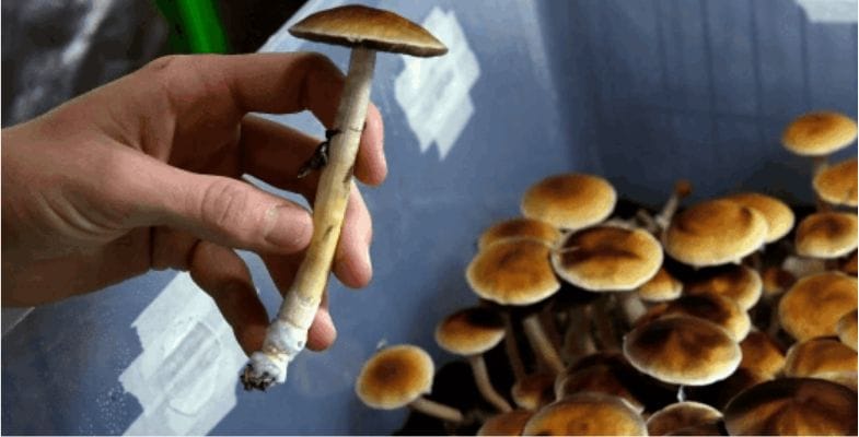 What's better than a day filled with magic and whimsy? A day filled with magic, whimsy, and zero effort.