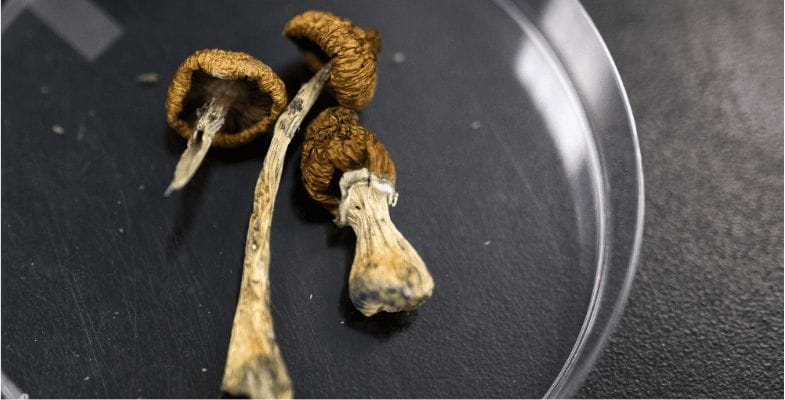 As with any psychedelic substance, it's essential to understand what you're getting into. Shrooms can lead to vivid hallucinations, altered perception, and a distorted sense of time.  