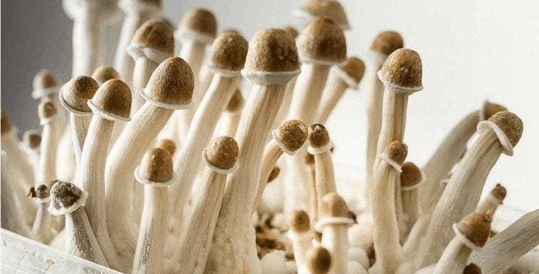 Experts say that Penis Envy shrooms provide higher levels of psilocybin and psilocin than most other strains, which translates into a more potent and longer-lasting psychedelic trip.  