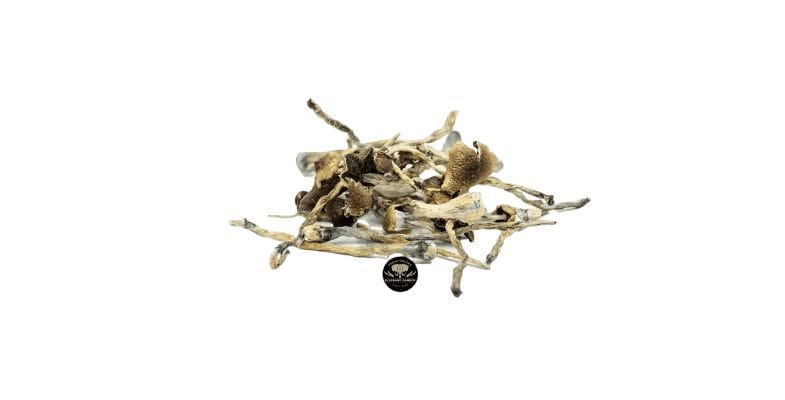 Known for their potent effects, these shrooms are the choice for veterans looking for a deep, transcendental experience.