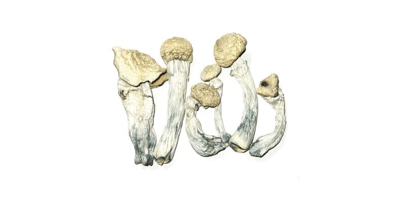 They're more than good - Penis envy mushrooms will blow you away! Buy weed online and taste some today.
