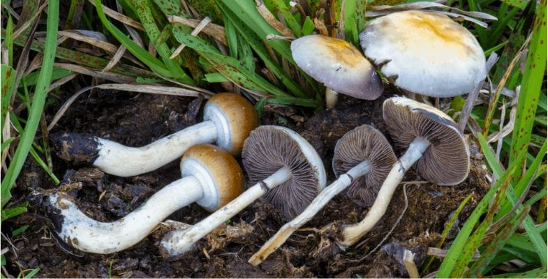 The Psilocybe Cubensis is a magic mushroom species native to subtropical regions, and it contains psilocybin, psilocin, and baeocystin.  