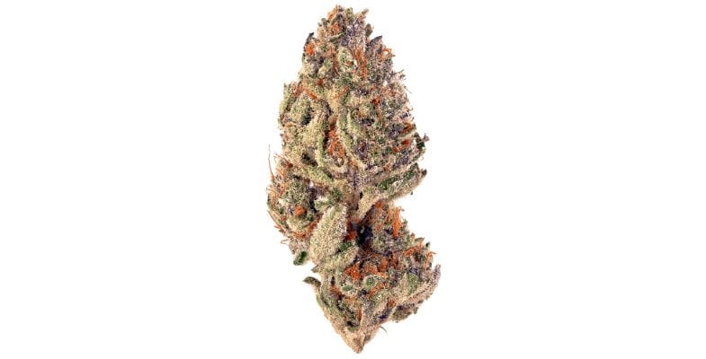 Users say that the Tropicana strain is like an all-inclusive resort packed into a weed bud - full of flavour and potency.