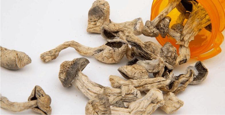 Embarking on the path of online shroom shopping requires a bit of navigation. Your first task?  