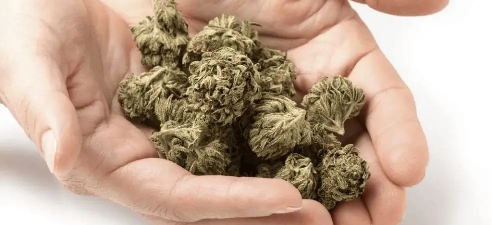 Learn everything you need to know about buying cannabis online Canada with this straightforward guide that walks you through the process.