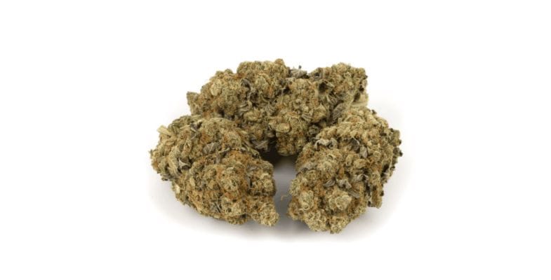 In the case of the Goudaberry strain, the terpene profile is like a finely curated playlist that's bound to keep you grooving all night long.