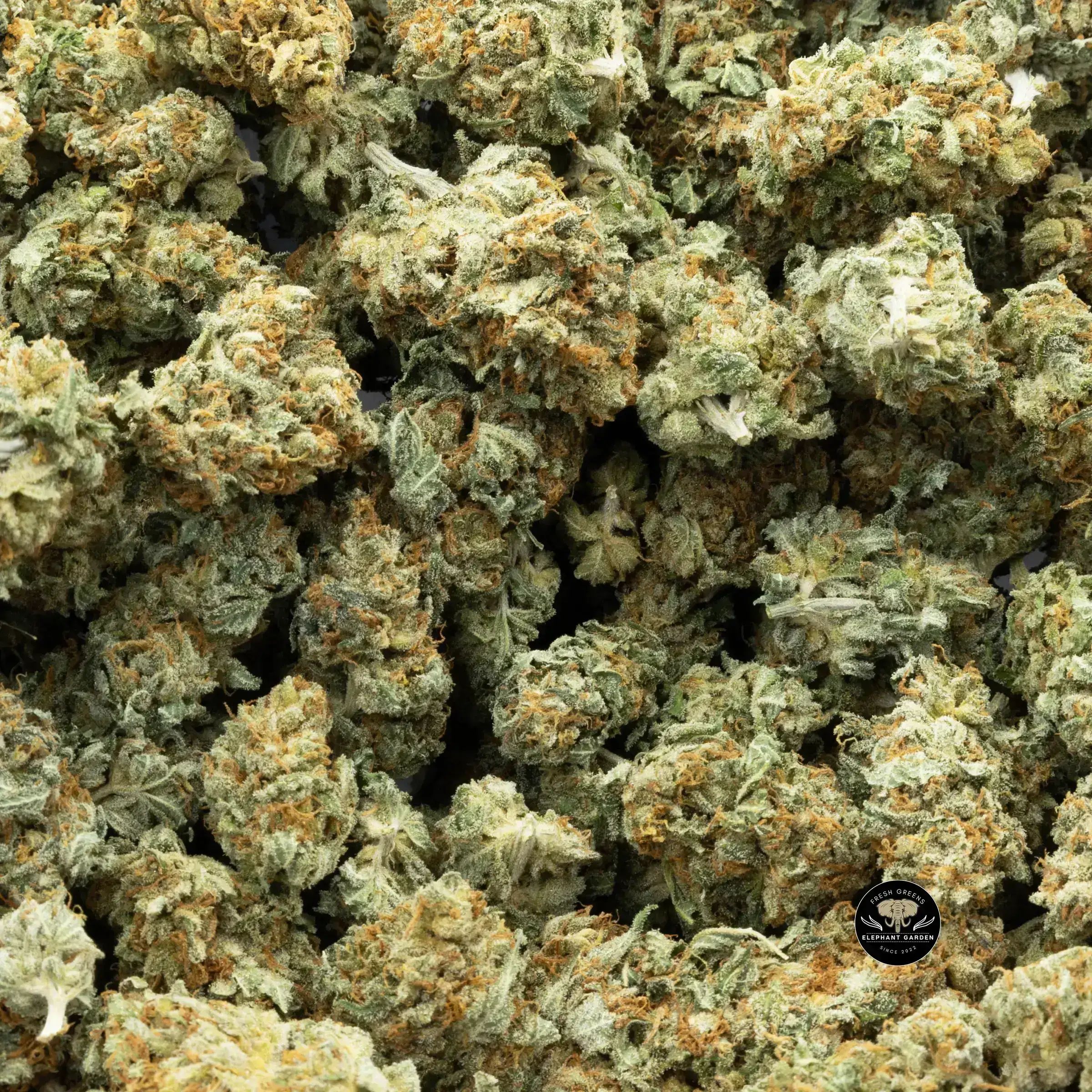 Buy Gelato Pop (Bulk) at Elephant Garden Co Weed Dispensary Bulk 9.12.2023