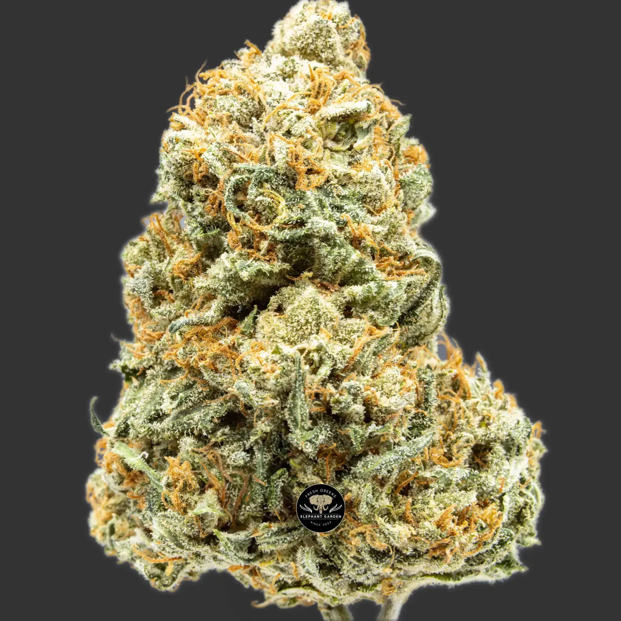 Buy Gelato Pop at Elephant Garden Co Weed Dispensary Close 2 9.12.2023