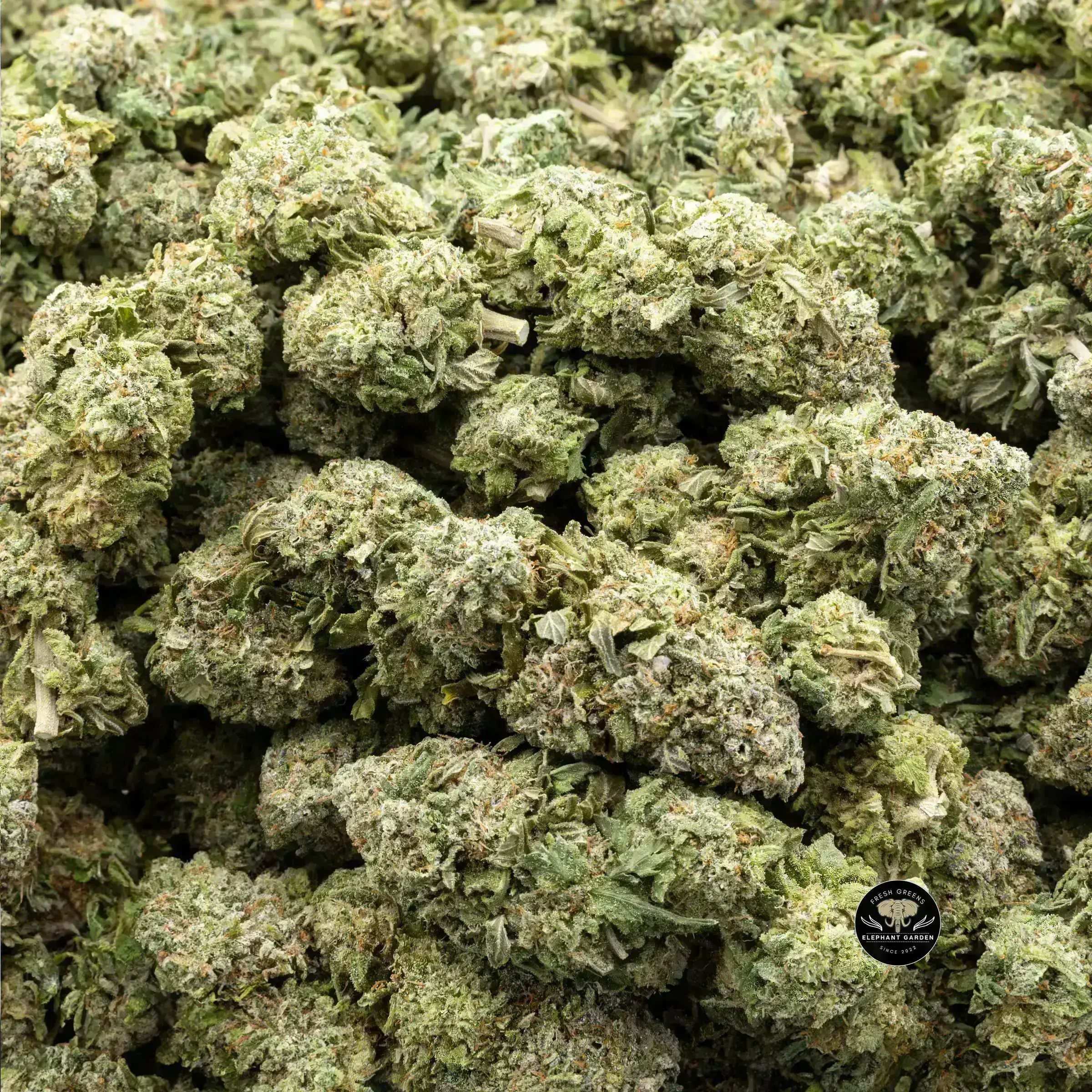 Buy JackFruit (Bulk) at Elephant Garden Co Weed Dispensary Bulk 9.20.2023 2