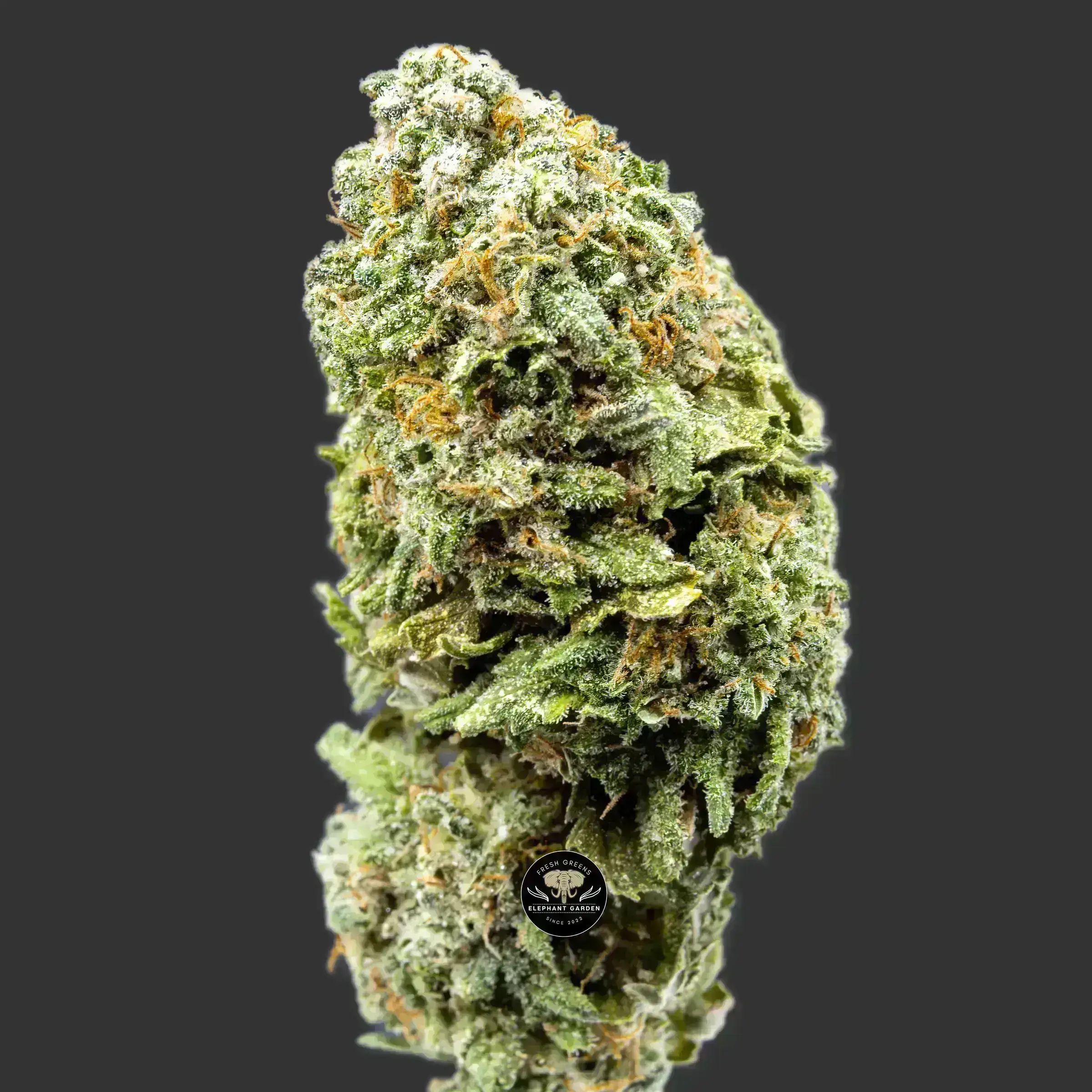 Buy JackFruit at Elephant Garden Co Weed Dispensary Close 2 9.20.2023