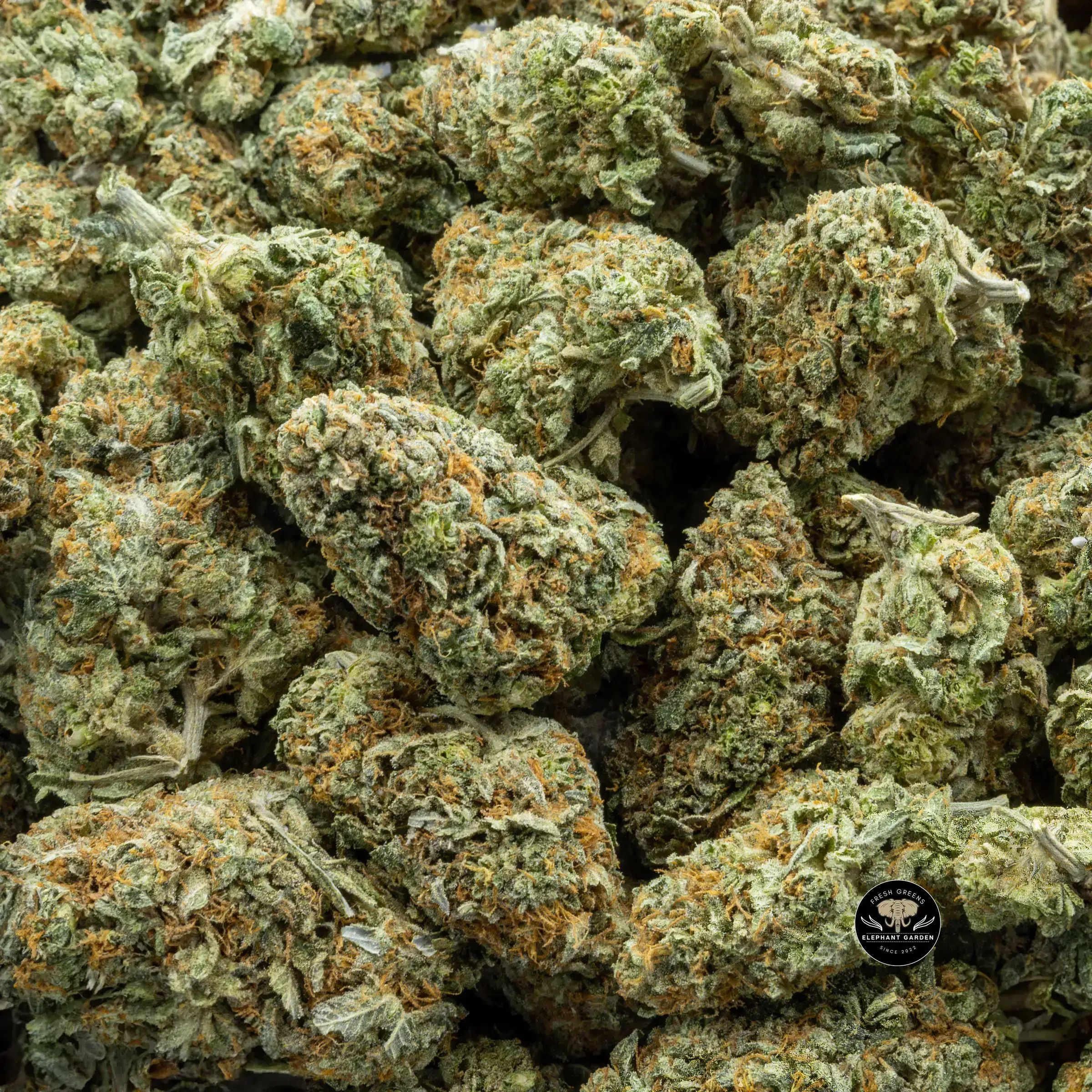 Buy Pineapple Cookies (Bulk) at Elephant Garden Co Weed Dispensary Bulk 9.6.2023