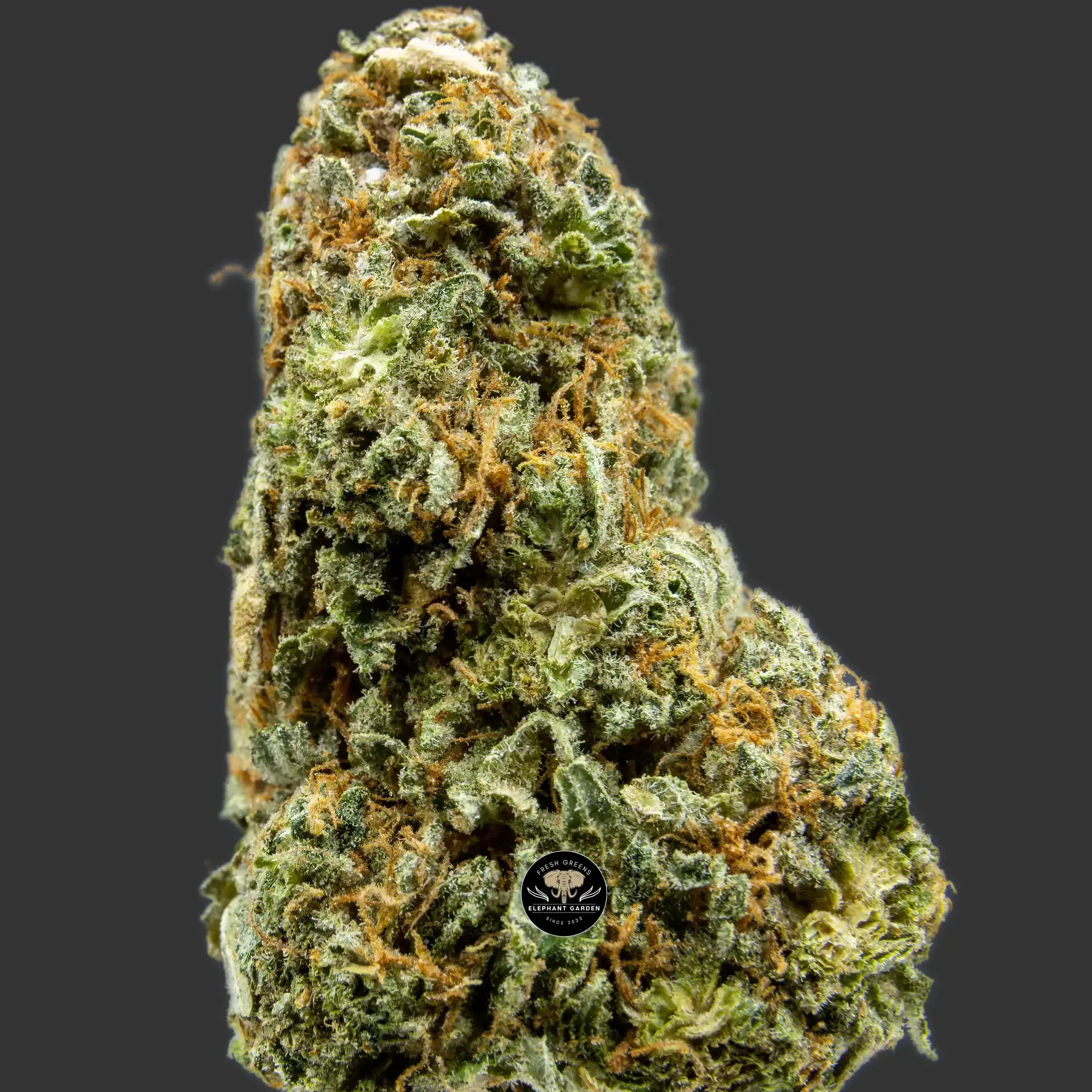 Buy Pineapple Cookies at Elephant Garden Co Weed Dispensary Close 2 9.6.2023