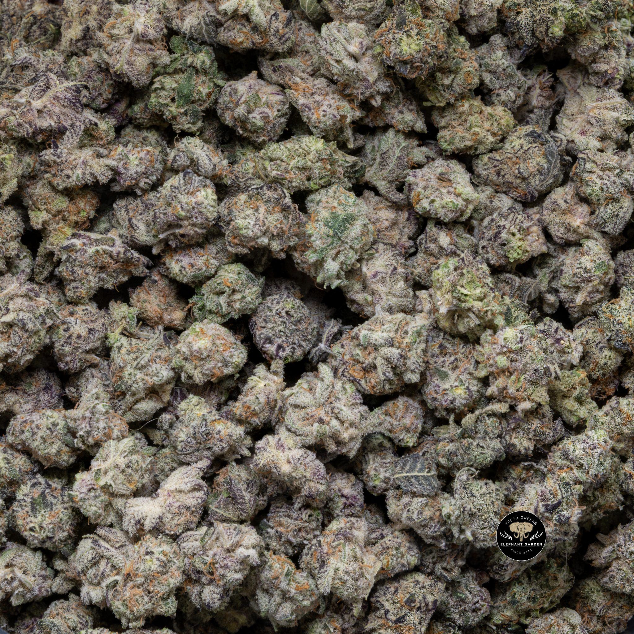 Buy Rainbow belt Popcorn at Elephant Garden Co Weed Dispensary Close 8 19 24 2