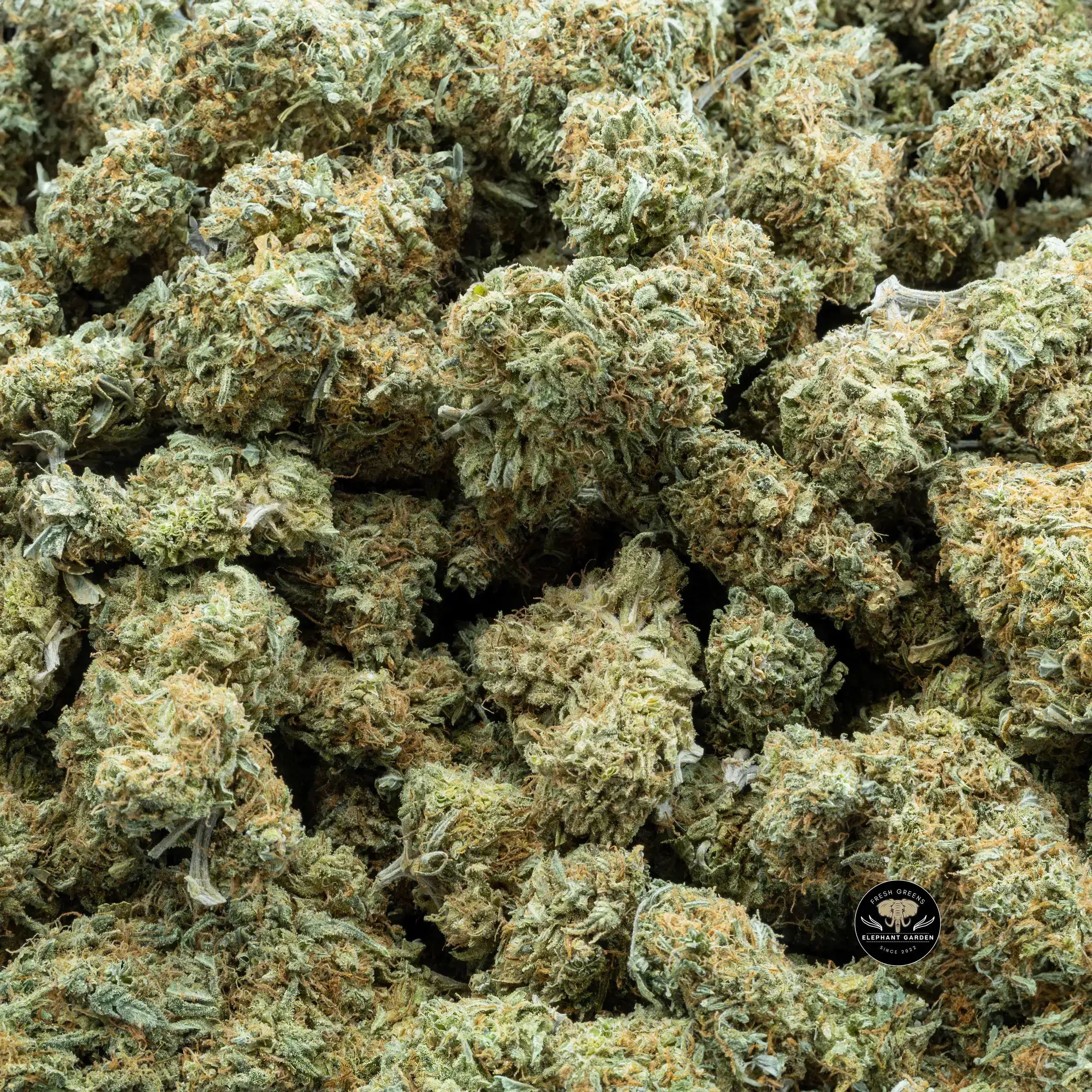 Buy Romulan (Bulk) at Elephant Garden Co Weed Dispensary Bulk 9.6.2023