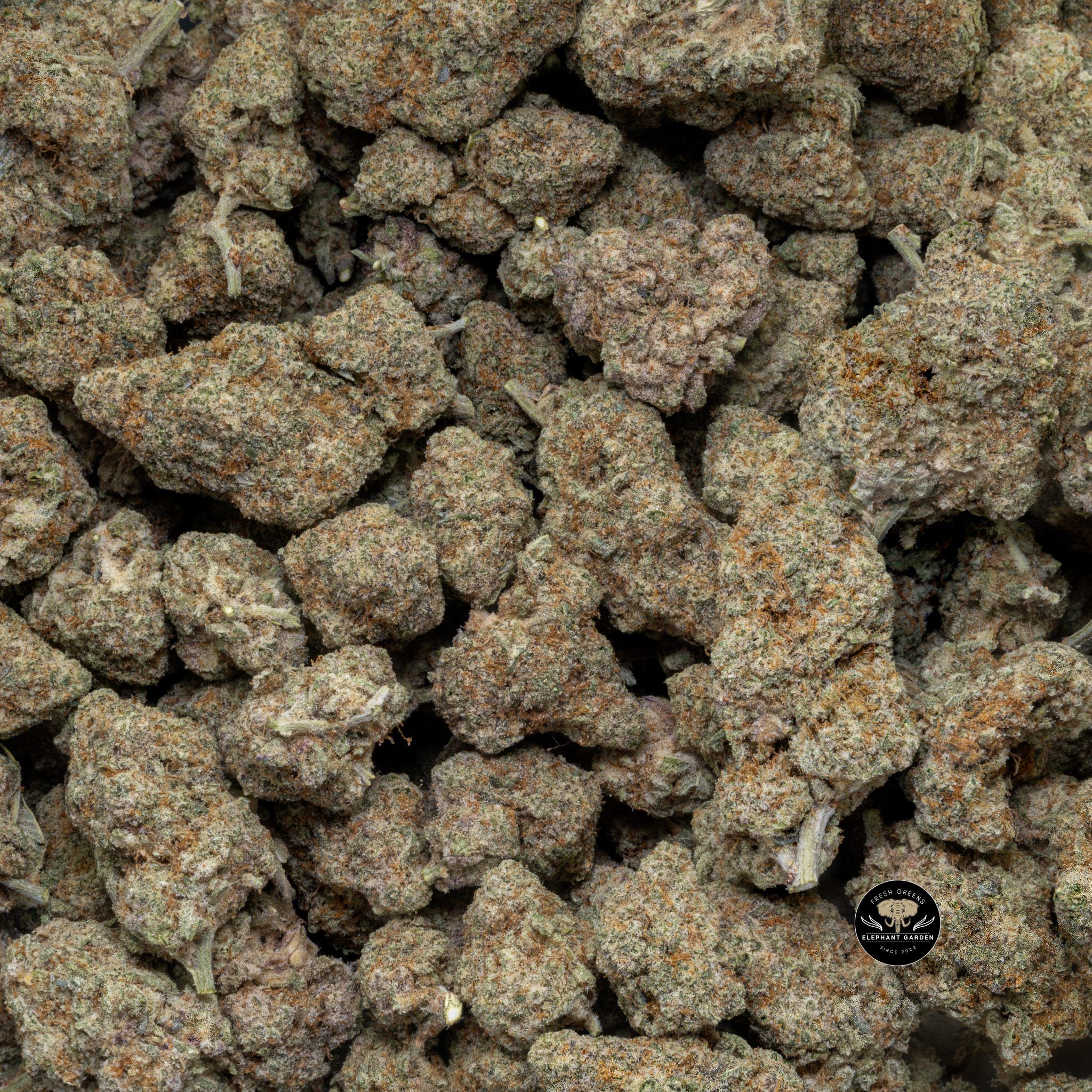 Buy Sunset Mac at Elephant Garden Co Weed Dispensary Close 8 19 24 2