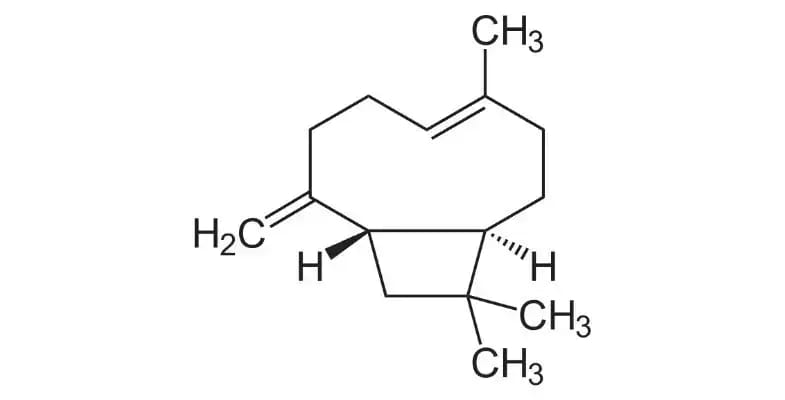 Caryophyllene is unique as it can interact with the body's endocannabinoid system, potentially offering anti-inflammatory benefits.