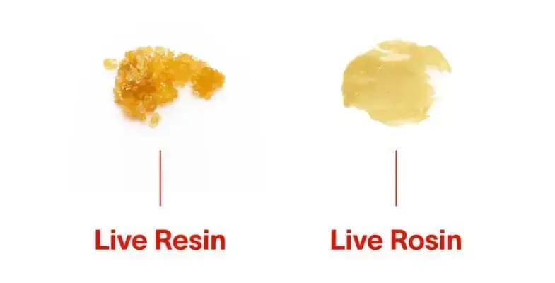 Do you like intricate flavours and aromas and sugary textures? If so, living resin is a fantastic option. If you prefer a solvent-free and cleaner option, rosin is a better choice.