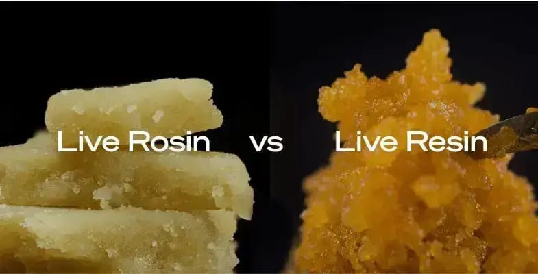 Here is the juiciest part: Live Resin vs rosin. Let's get into the details so you can buy weed online and enjoy these products to the fullest!