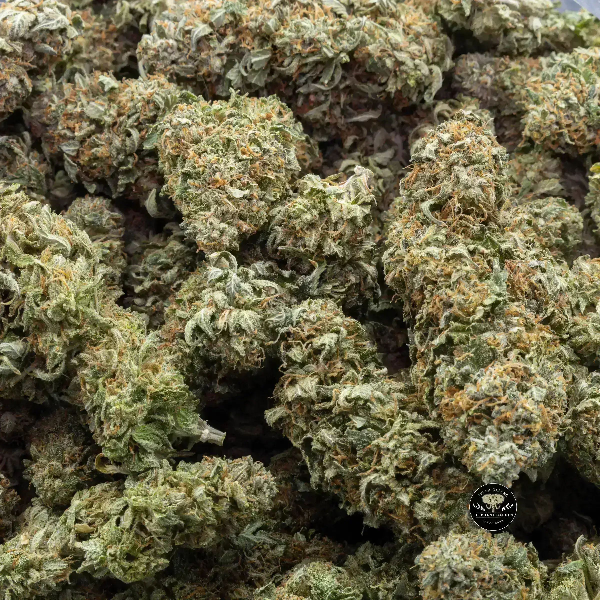 Buy Bubba's Gift (Bulk) at Elephant Garden Co Weed Dispensary Bulk 10_16_2023 3