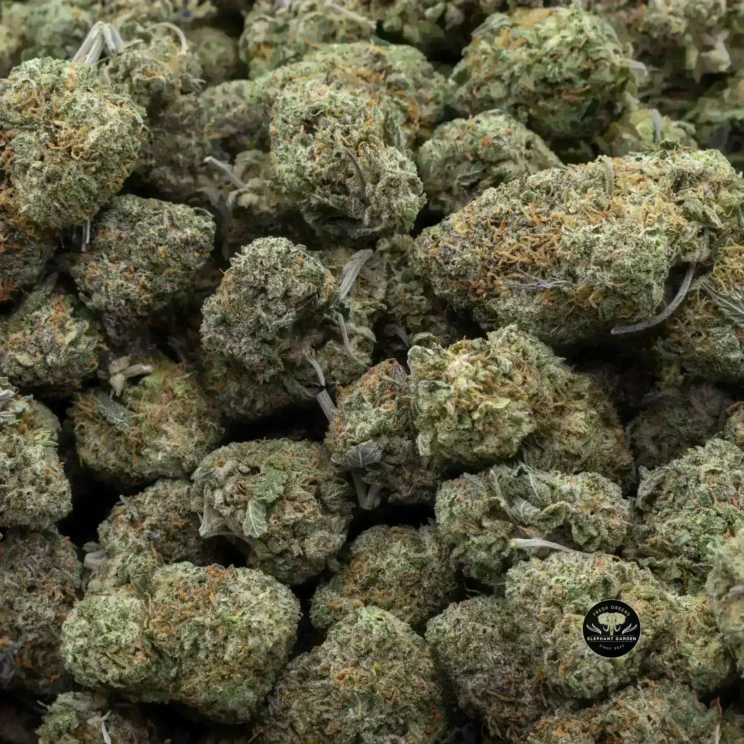 Buy Dragon Berry (Bulk) at Elephant Garden Co Weed Dispensary Bulk 10_18_2023 3