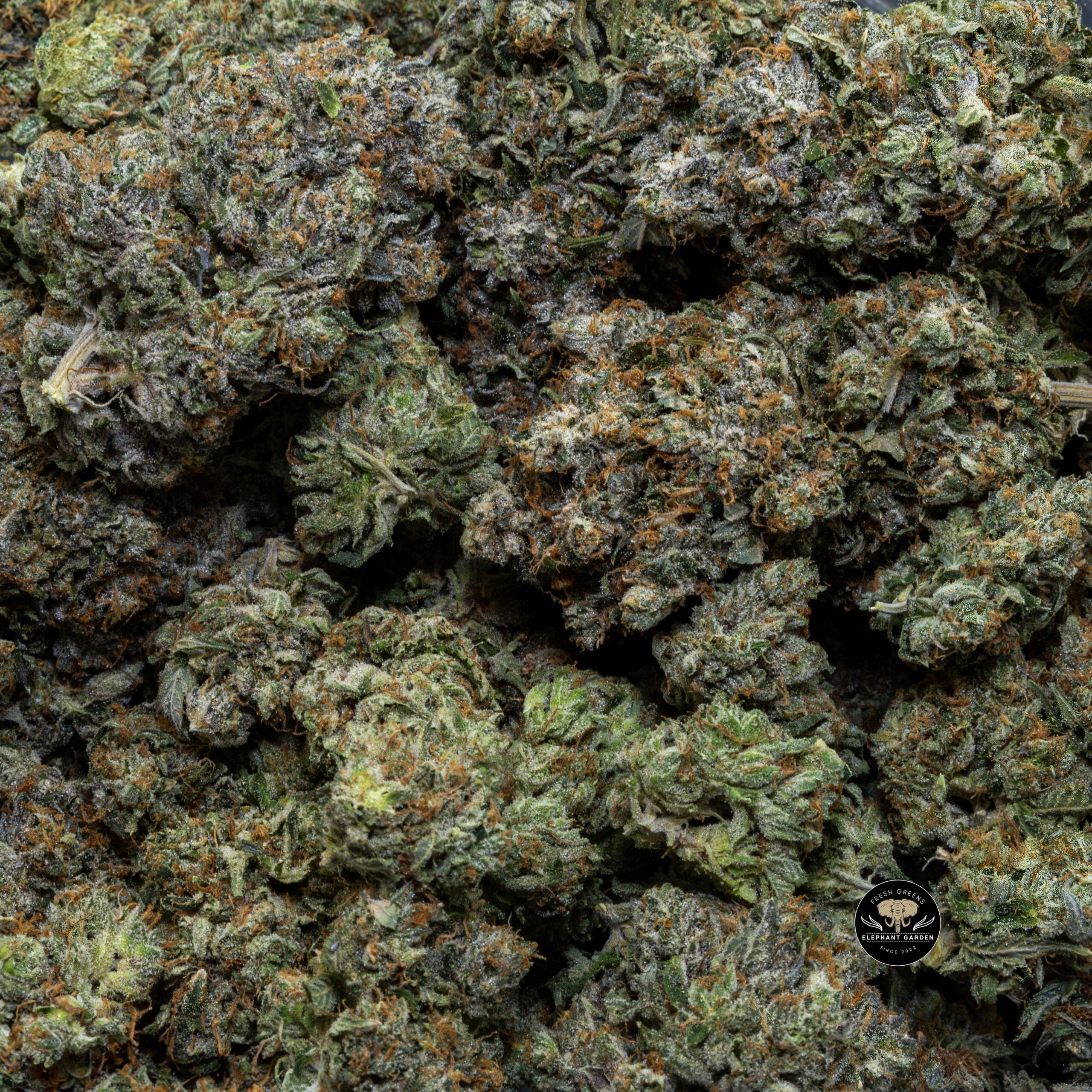 Buy Island Pink (Bulk) at Elephant Garden Co Weed Dispensary Bulk 2 30 2024