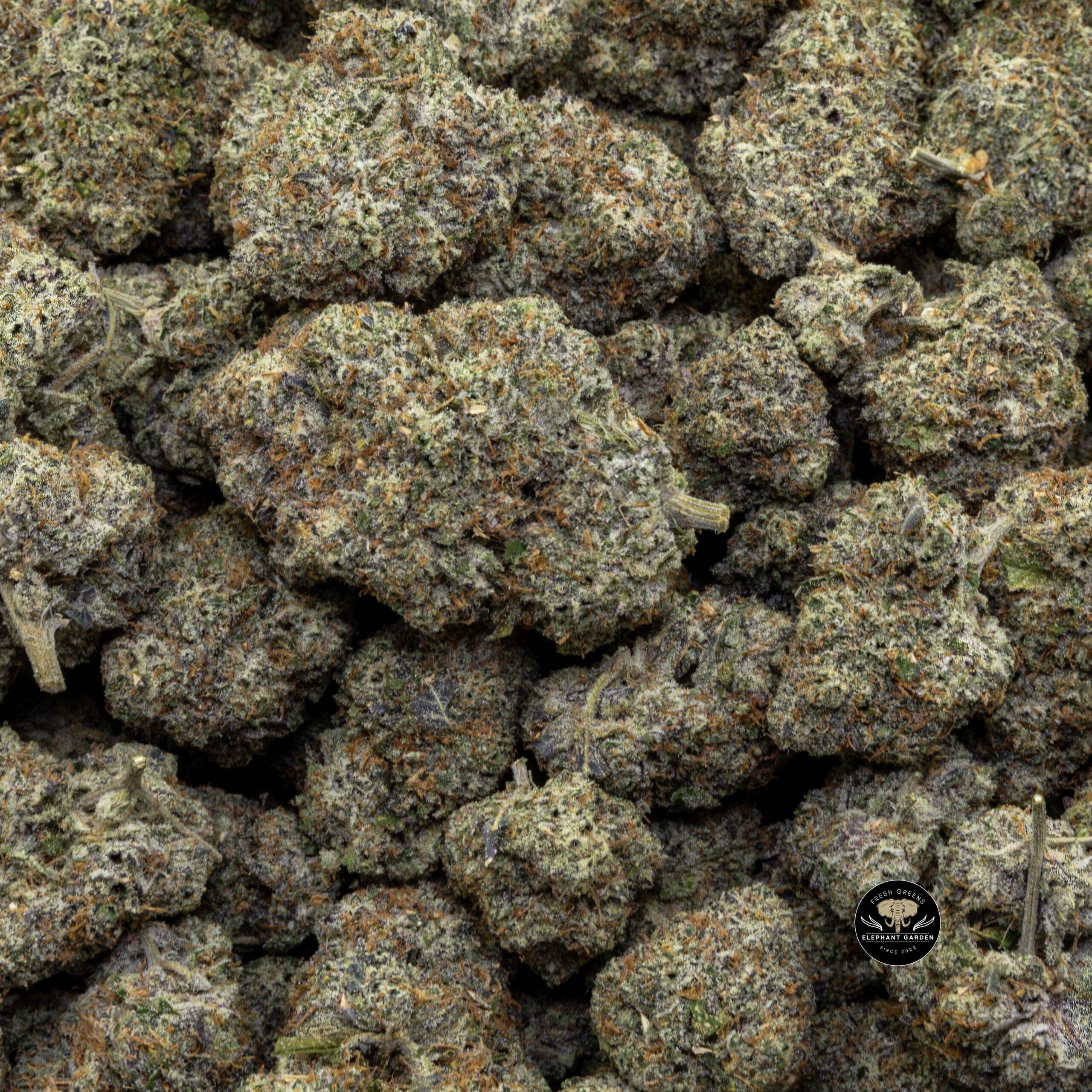 Buy Space Cake (Bulk) at Elephant Garden Co Weed Dispensary Bulk 1 8 2024