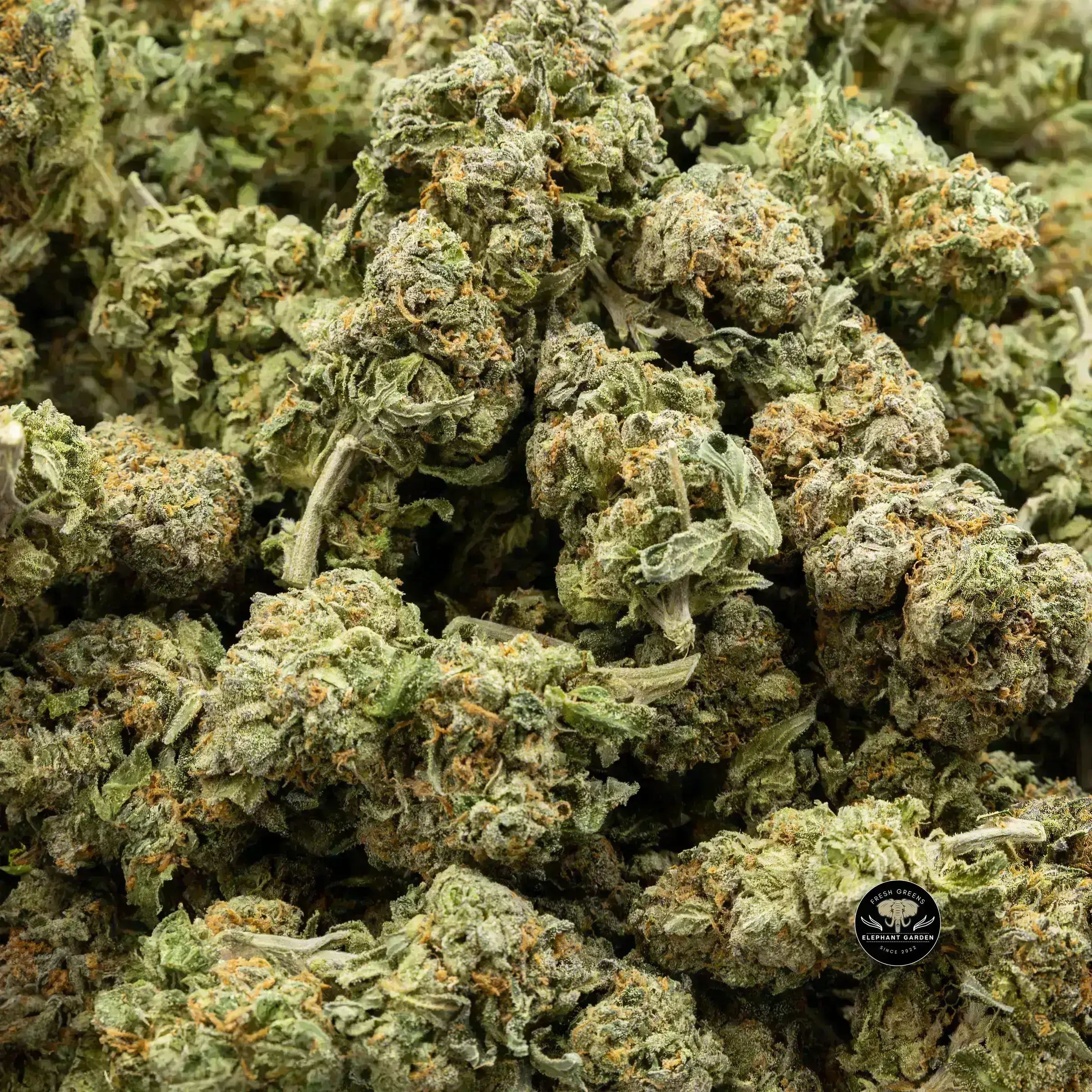 Buy Space Monkey (Bulk) at Elephant Garden Co Weed Dispensary Bulk 10.3.2023