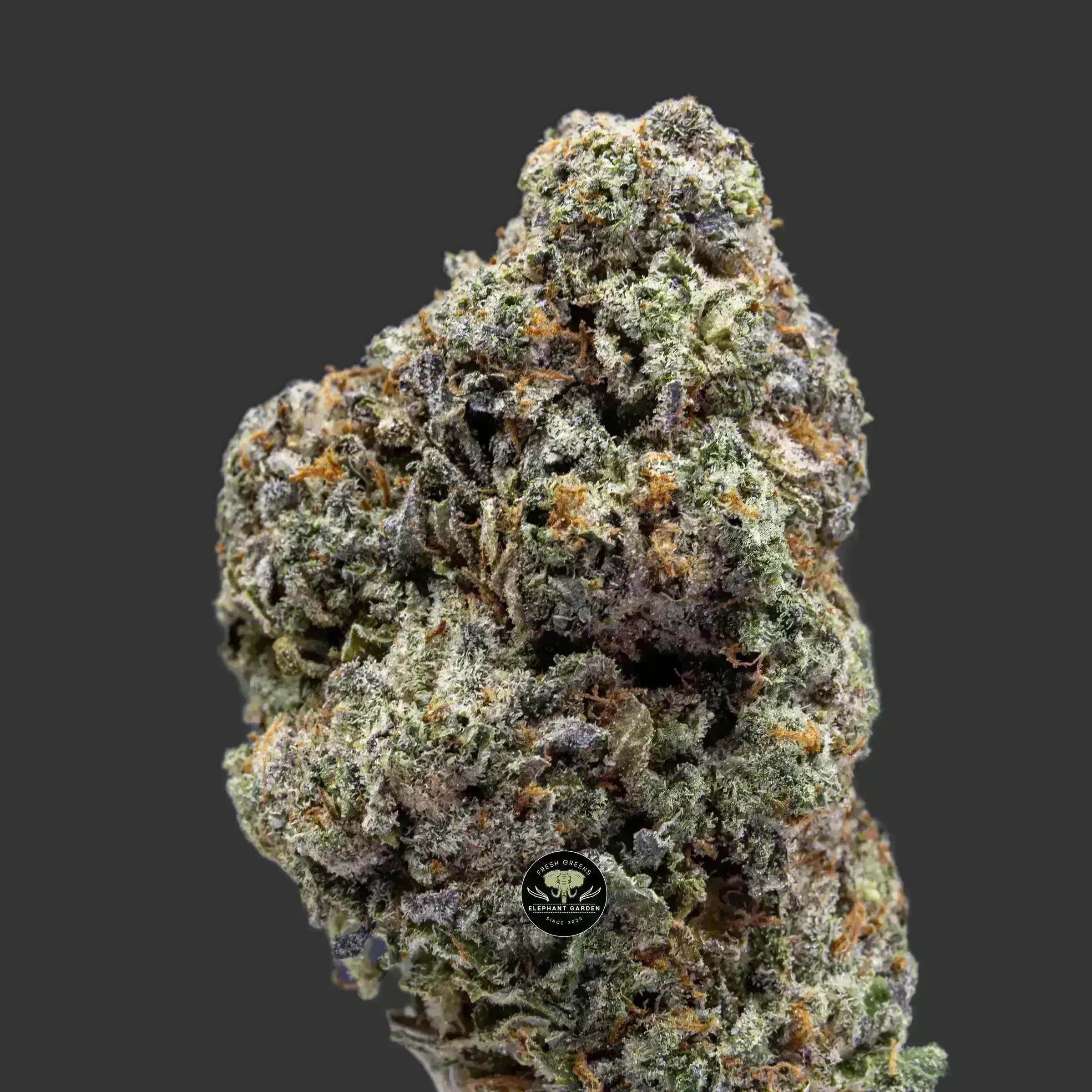 Buy Space Queen at Elephant Garden Co Weed Dispensary Close 10_12_2023
