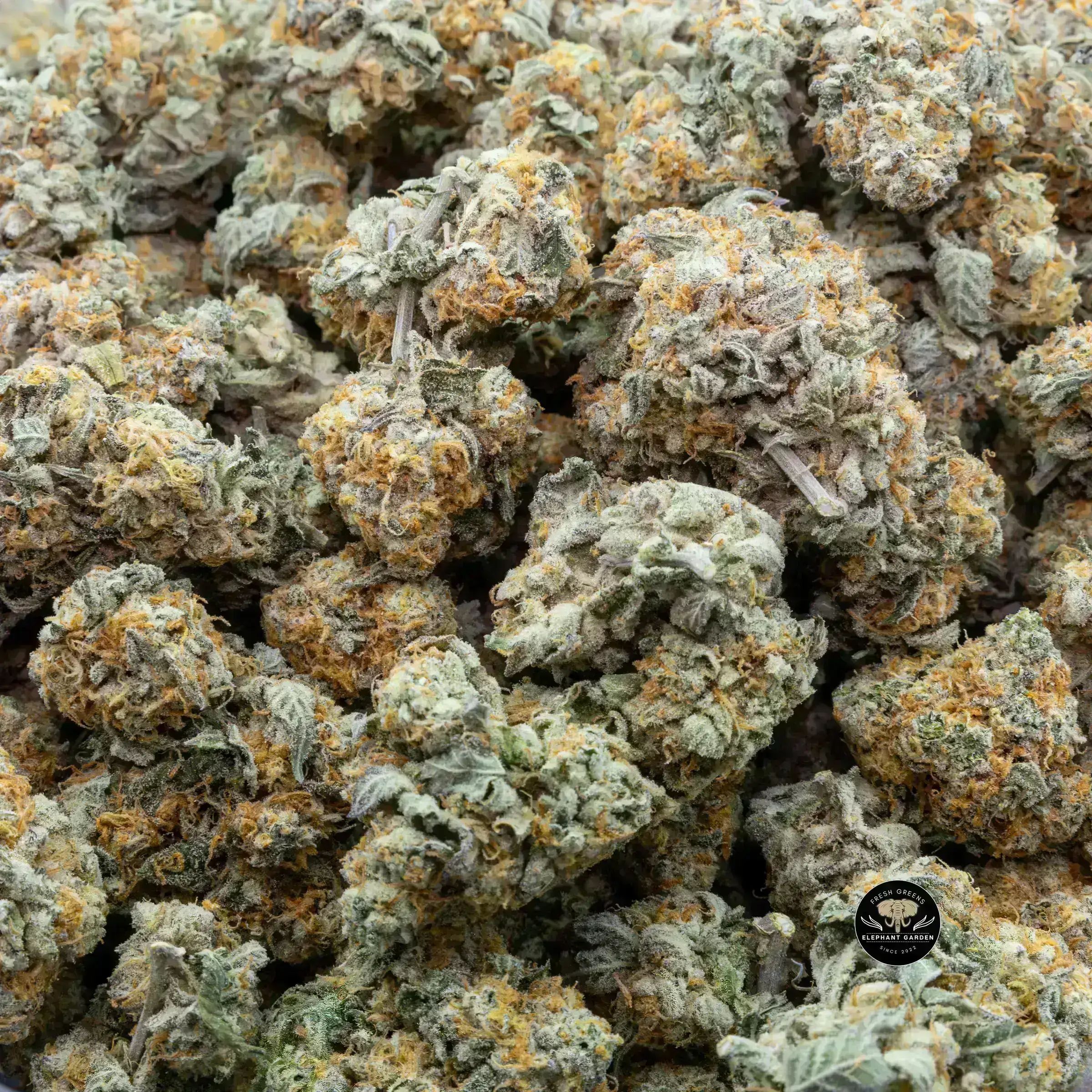 Buy White Dawg (Bulk) at Elephant Garden Co Weed Dispensary Bulk 10_10_2023 2