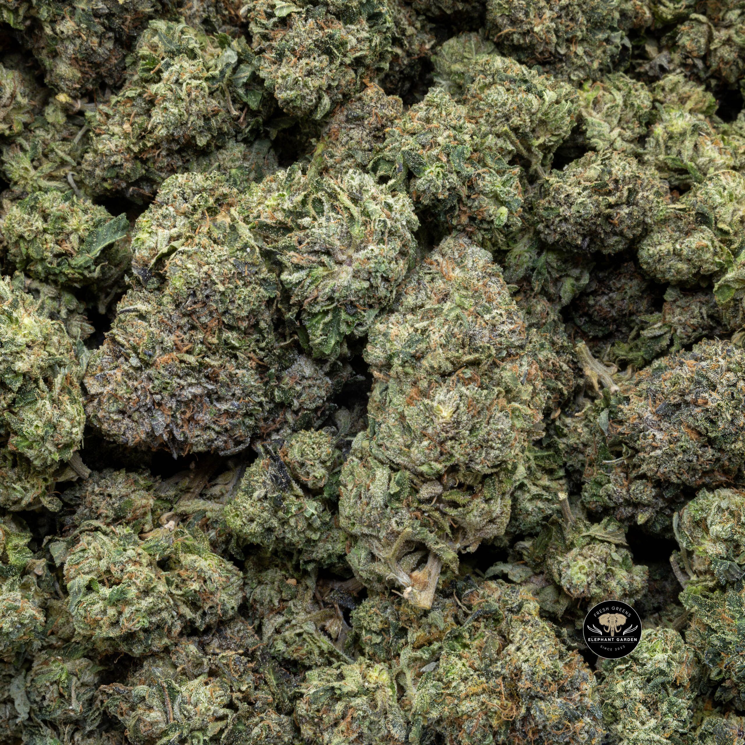 Buy Animal Gas (Bulk) at Elephant Garden Co Weed Dispensary Bulk 11_30_2023 3