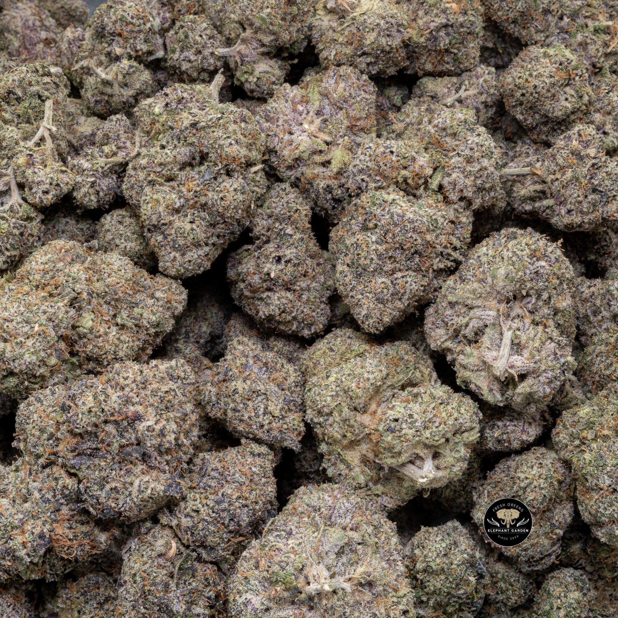 Buy Galactic Gas (Bulk) at Elephant Garden Co Weed Dispensary Close 5 28 2024