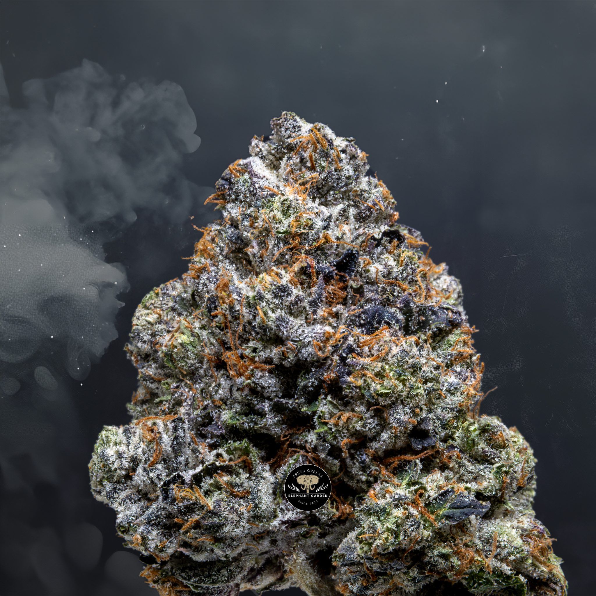 Buy Astro Pink LSO at Elephant Garden Co Weed Dispensary Close 5 28 24
