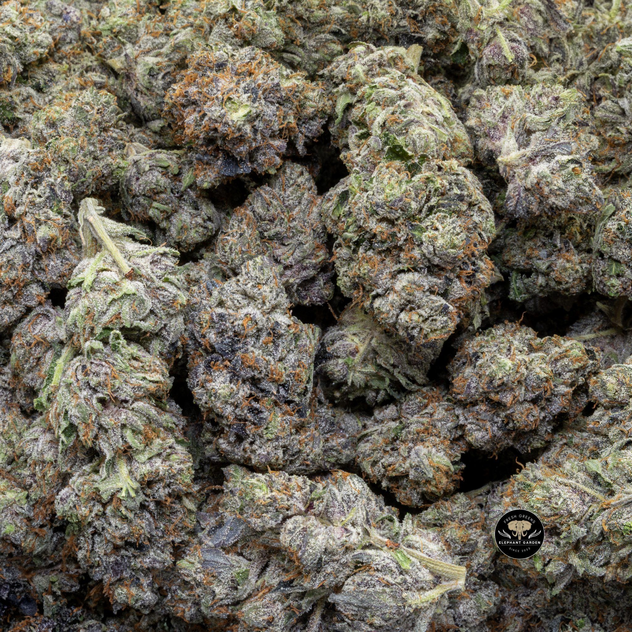 Buy Astro Pink (Bulk) at Elephant Garden Co Weed Dispensary Close 5 28 2024